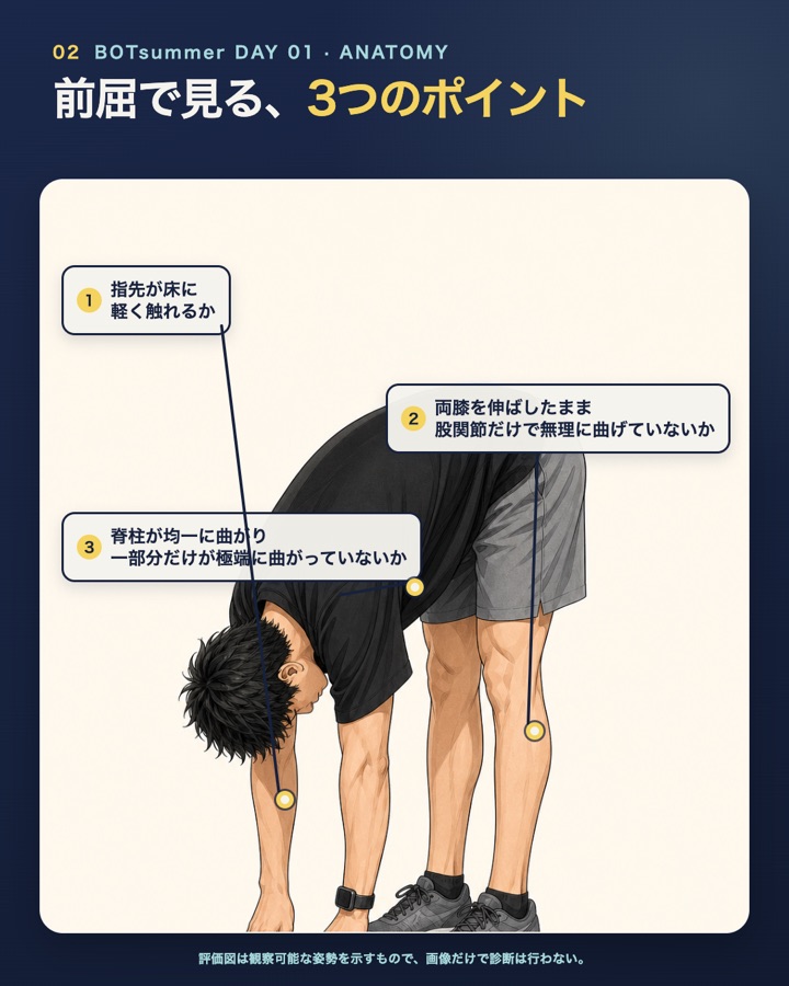 立位前屈で見る3つのポイント